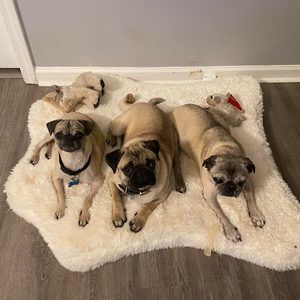 Meet your Posher, Debbie